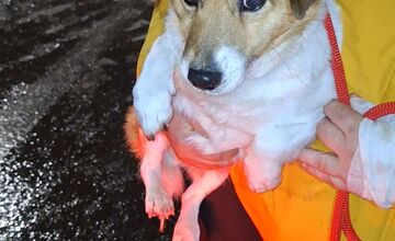 FOTO: V Nitrianskych Hrnčiarovciach zachraňovali podchladeného pána so psom, ležali na zastávke