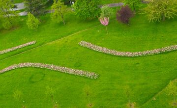 FOTO: Na Mikovíniho v Nitre to zakvitlo, pestrofarebnú výsadbu kvetín chodia obdivovať ľudia z celého mesta