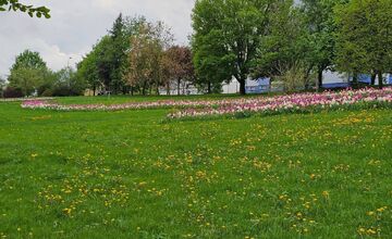 FOTO: Na Mikovíniho v Nitre to zakvitlo, pestrofarebnú výsadbu kvetín chodia obdivovať ľudia z celého mesta