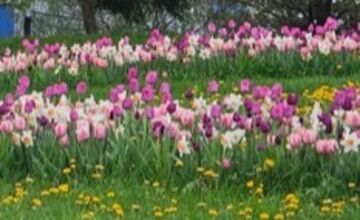 FOTO: Na Mikovíniho v Nitre to zakvitlo, pestrofarebnú výsadbu kvetín chodia obdivovať ľudia z celého mesta