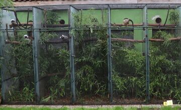 FOTO: Ohrozené opice vo voliére v Nitre? Muži čelia obvineniam z nelegálneho chovu vzácnych opíc, hrozí im až 5 rokov