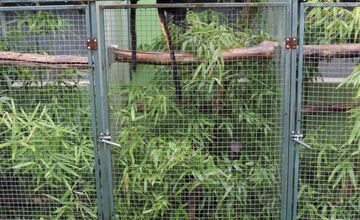 FOTO: Ohrozené opice vo voliére v Nitre? Muži čelia obvineniam z nelegálneho chovu vzácnych opíc, hrozí im až 5 rokov