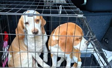 FOTO: Mladíci zachránili pri Skýcove dvoch psov, zatúlali sa v lese a už nevládali ani chodiť