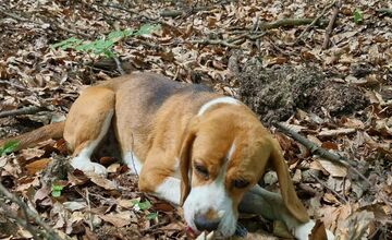 FOTO: Mladíci zachránili pri Skýcove dvoch psov, zatúlali sa v lese a už nevládali ani chodiť