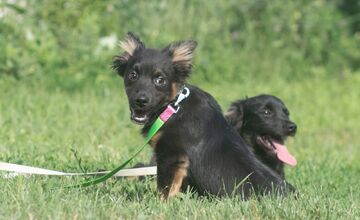 FOTO: Zatúlané psíky v Šali hľadajú nových dobrovoľníkov, ktorí milujú zvieratá a chcú sa o ne starať