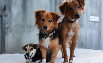 FOTO: Zatúlané psíky v Šali hľadajú nových dobrovoľníkov, ktorí milujú zvieratá a chcú sa o ne starať