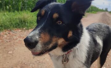 FOTO: Zatúlané psíky v Šali hľadajú nových dobrovoľníkov, ktorí milujú zvieratá a chcú sa o ne starať