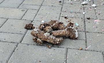 FOTO: Hájske varuje pred sršňami, hniezda sa ukrývali pod strechou aj fasádou