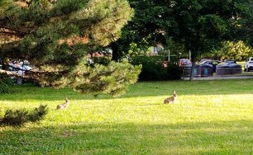 FOTO: Medzi panelákmi na Chrenovej si niekto postavil stan, vystrašil tým miestne zajace