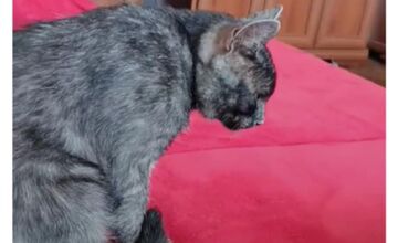 FOTO: Nevideli ste strateného kocúra Murka z Topoľčian? Nezvestný je už vyše týždňa