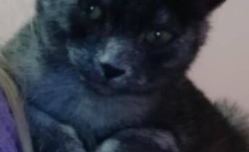 FOTO: Nevideli ste strateného kocúra Murka z Topoľčian? Nezvestný je už vyše týždňa