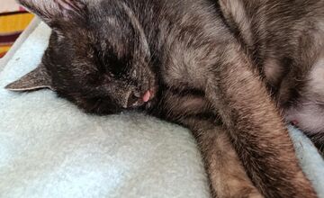 FOTO: Nevideli ste strateného kocúra Murka z Topoľčian? Nezvestný je už vyše týždňa