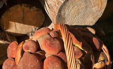 FOTO: Huby rastú ako divé aj v Nitrianskom kraji