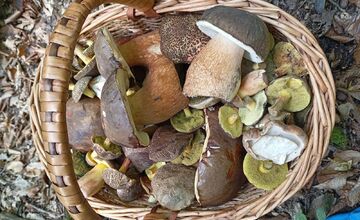 FOTO: Huby rastú ako divé aj v Nitrianskom kraji