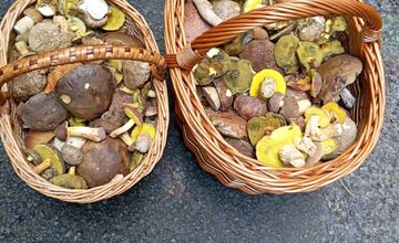 FOTO: Huby rastú ako divé aj v Nitrianskom kraji