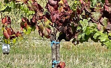 FOTO: V okresoch Nitrianskeho kraja potvrdili zlaté žltnutie viniča, platí karanténa 