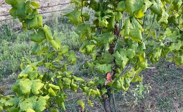 FOTO: V okresoch Nitrianskeho kraja potvrdili zlaté žltnutie viniča, platí karanténa 