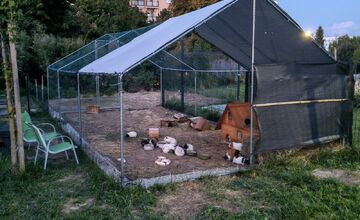 FOTO: Morčatá žijú v zúfalých podmienkach, nitriansky podnik čelí obvineniam z týrania zvierat