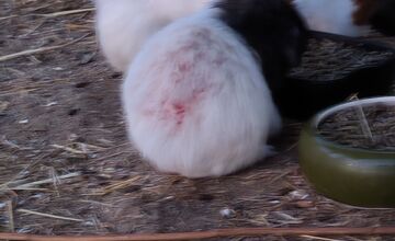 FOTO: Morčatá žijú v zúfalých podmienkach, nitriansky podnik čelí obvineniam z týrania zvierat