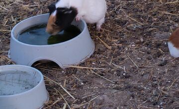 FOTO: Morčatá žijú v zúfalých podmienkach, nitriansky podnik čelí obvineniam z týrania zvierat