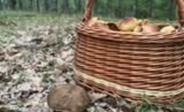 FOTO: Hubárska sezóna pokračuje aj v októbri