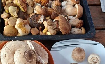 FOTO: Hubárska sezóna pokračuje aj v októbri