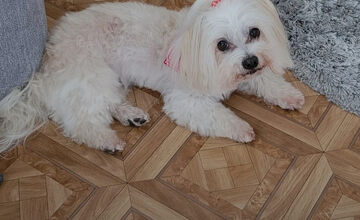 FOTO: Psíčkari sa podelil s fotkami svojich miláčikov