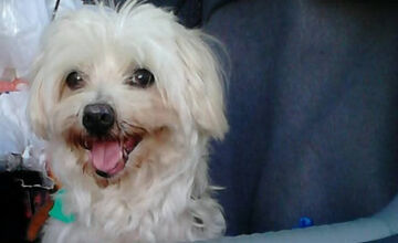 FOTO: Psíčkari sa podelil s fotkami svojich miláčikov