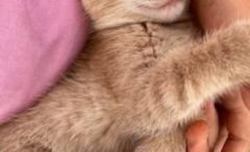 FOTO: Seniorke z Nitry niekto ukradol mačiatka a vyhodil ich na poli, jedno ešte hľadajú