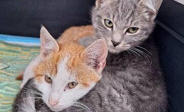 FOTO: Seniorke z Nitry niekto ukradol mačiatka a vyhodil ich na poli, jedno ešte hľadajú