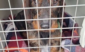 FOTO: Stratená jazvečíčka Fara napáchala na ceste R1 poriadny rozruch