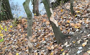 FOTO: Obyvatelia Nitry upozorňujú na miznúce stromy v mestskom parku, bobor pokračuje v ničení zelene v centre mesta