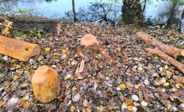 FOTO: Obyvatelia Nitry upozorňujú na miznúce stromy v mestskom parku, bobor pokračuje v ničení zelene v centre mesta