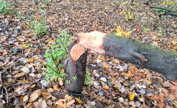 FOTO: Obyvatelia Nitry upozorňujú na miznúce stromy v mestskom parku, bobor pokračuje v ničení zelene v centre mesta