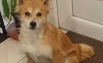 FOTO: Zúboženú fenku zachránil policajt z Močenka, útulok jej teraz hľadá nový domov