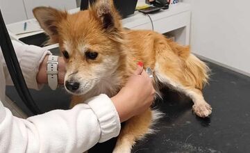 FOTO: Zúboženú fenku zachránil policajt z Močenka, útulok jej teraz hľadá nový domov