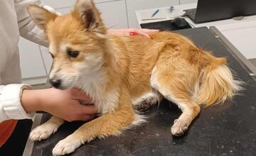 FOTO: Zúboženú fenku zachránil policajt z Močenka, útulok jej teraz hľadá nový domov