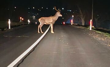 FOTO: Na ceste pri Žiranoch sa objavil majestátny jeleň. To je ale nádhera!