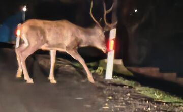 FOTO: Na ceste pri Žiranoch sa objavil majestátny jeleň. To je ale nádhera!