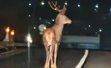 FOTO: Na ceste pri Žiranoch sa objavil majestátny jeleň. To je ale nádhera!