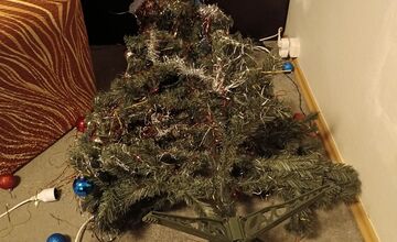 FOTO: Vianočný stromček vs. mačky