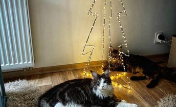 FOTO: Vianočný stromček vs. mačky