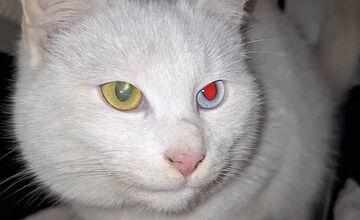 FOTO: Kocúrik sa omylom odviezol kuriérskou dodávkou až do Nitry, jeho príbeh však skončil šťastne