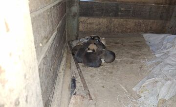 FOTO: Pracovníci v levickom útulku neoddychujú, zachraňovali životy aj počas sviatkov a pomohli fenke so šteniatkami