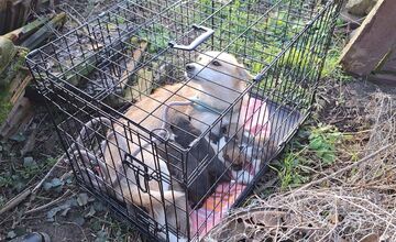 FOTO: Pracovníci v levickom útulku neoddychujú, zachraňovali životy aj počas sviatkov a pomohli fenke so šteniatkami