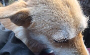 FOTO: Pracovníci v levickom útulku neoddychujú, zachraňovali životy aj počas sviatkov a pomohli fenke so šteniatkami