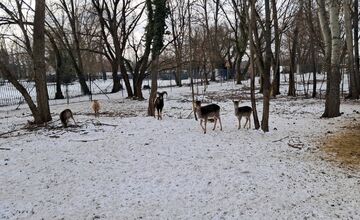 FOTO: Kŕmenie zvierat v nitrianskom parku môže byť nebezpečné, veterinárka prosí verejnosť o zodpovednosť