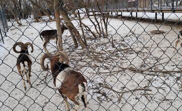 FOTO: Kŕmenie zvierat v nitrianskom parku môže byť nebezpečné, veterinárka prosí verejnosť o zodpovednosť