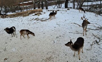 FOTO: Kŕmenie zvierat v nitrianskom parku môže byť nebezpečné, veterinárka prosí verejnosť o zodpovednosť