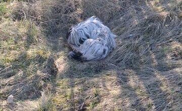 FOTO: Zanedbaná sučka porodila na poli pri Nitre, teraz bojuje o nový život